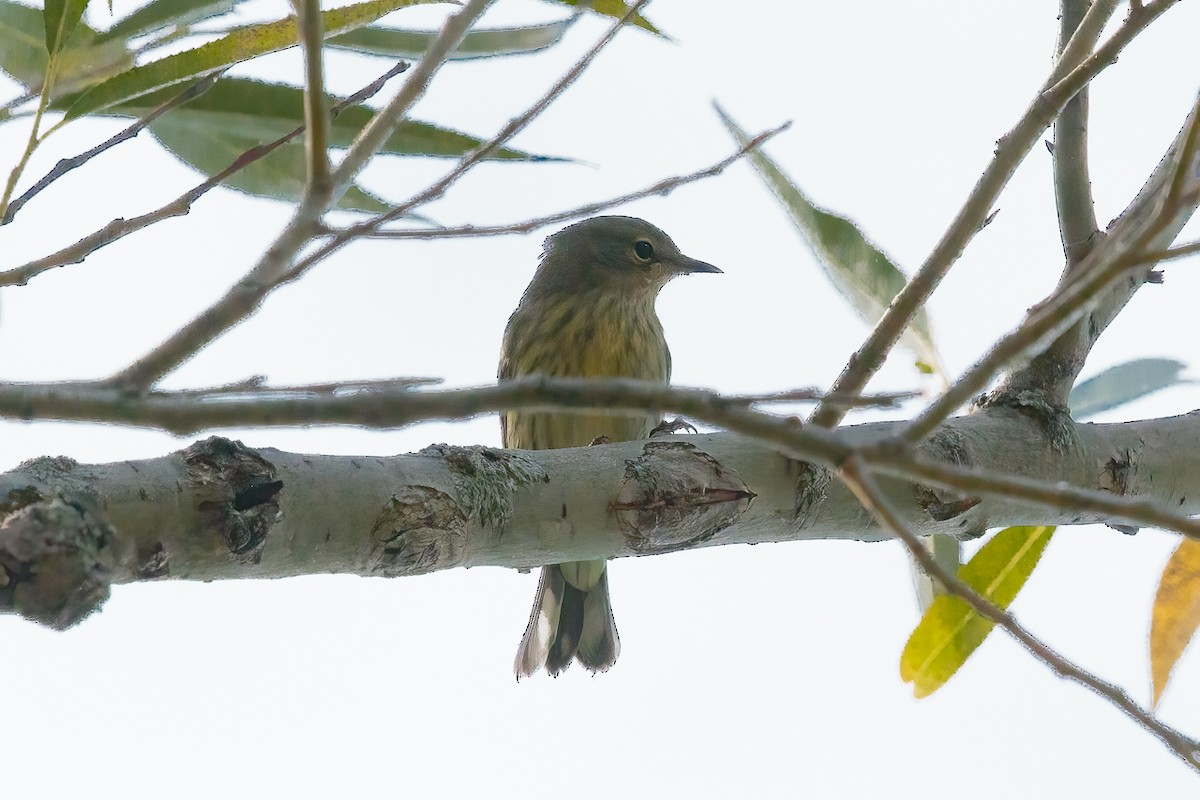 Cape May Warbler - ML645458072