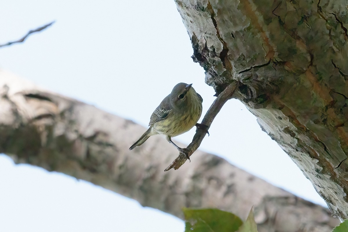 Cape May Warbler - ML645458073