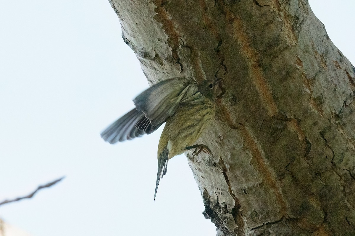 Cape May Warbler - ML645458074