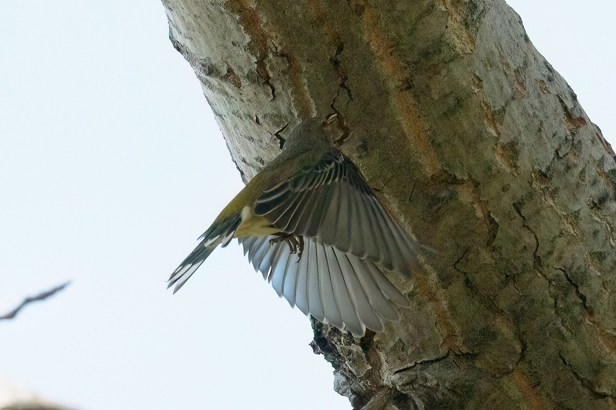Cape May Warbler - ML645458075