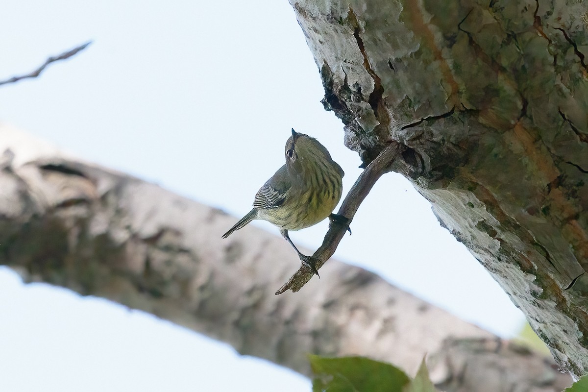 Cape May Warbler - ML645458076