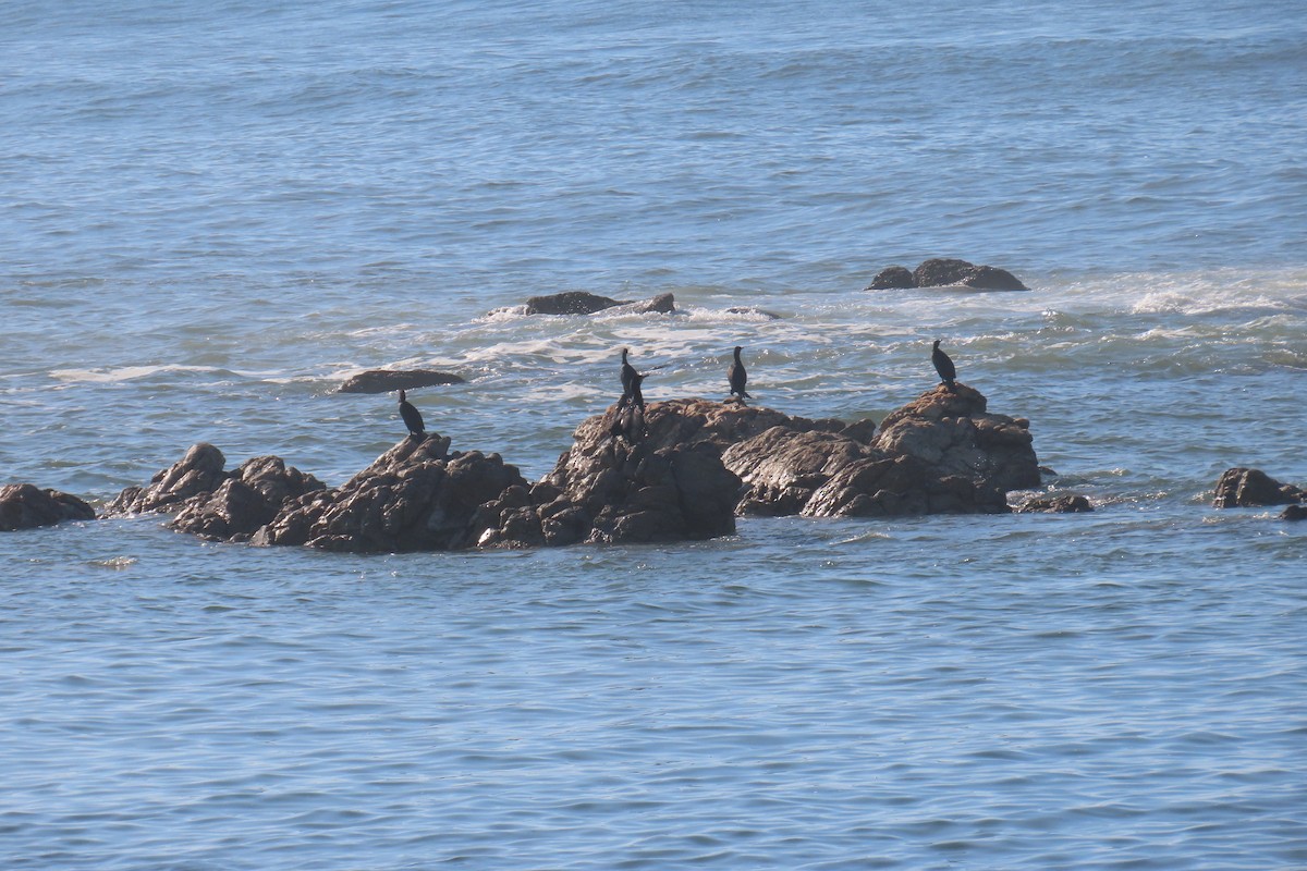 Great Cormorant - ML645458077