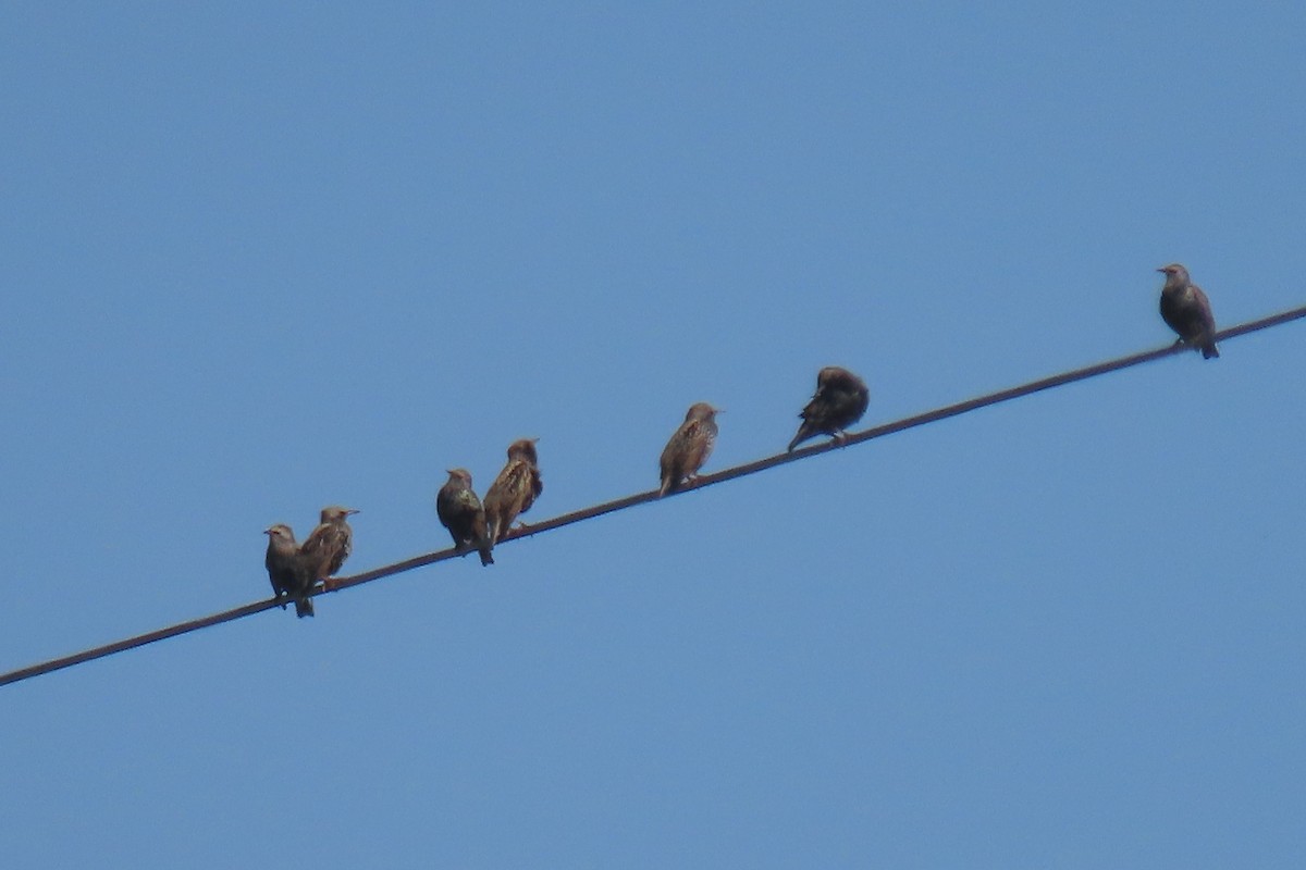 European Starling - ML645458083