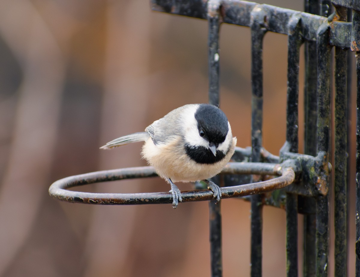 Каролинская гаичка - ML645458086