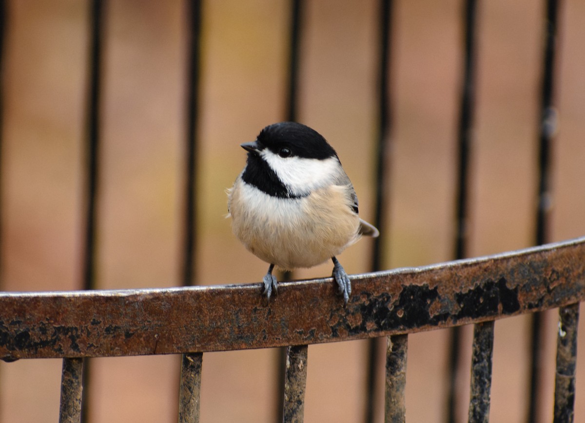 Каролинская гаичка - ML645458088