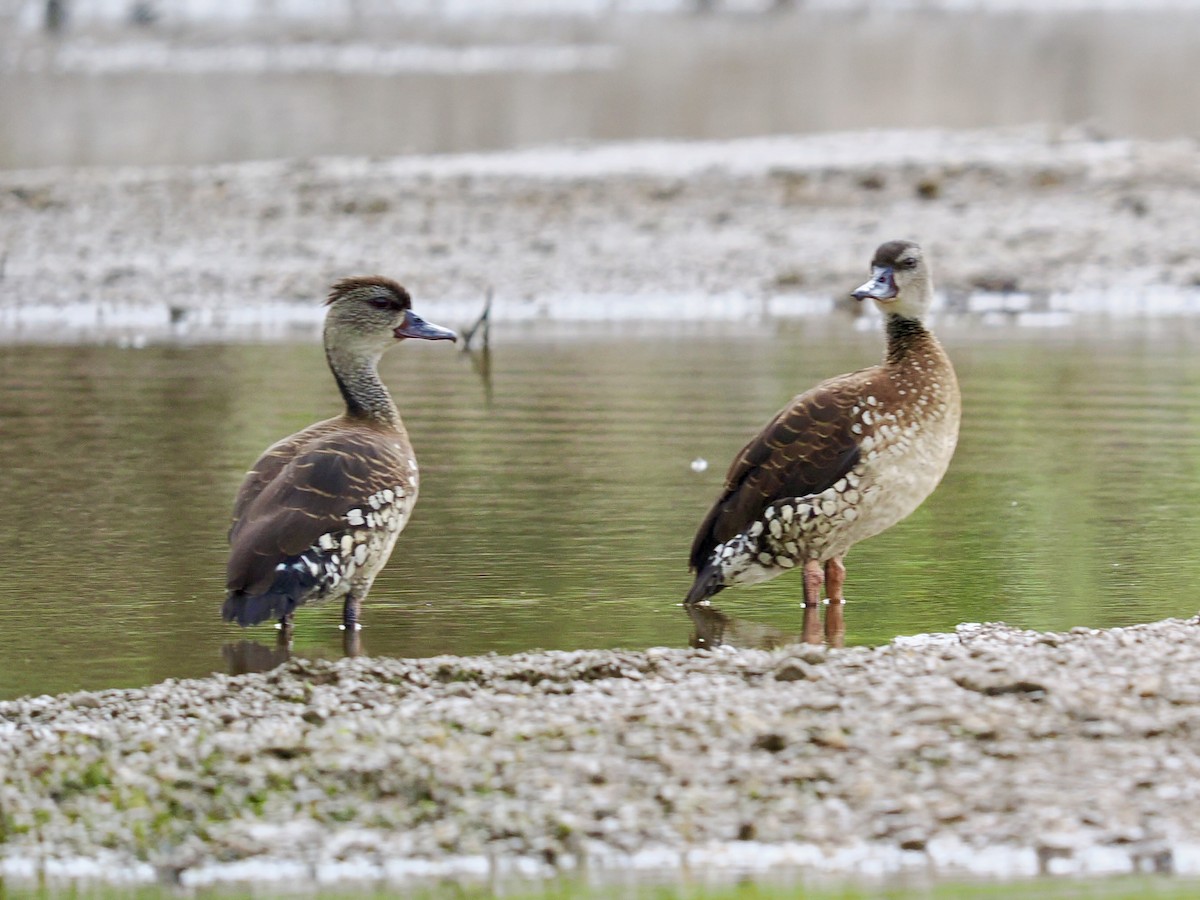 Spotted Whistling-Duck - ML645458095