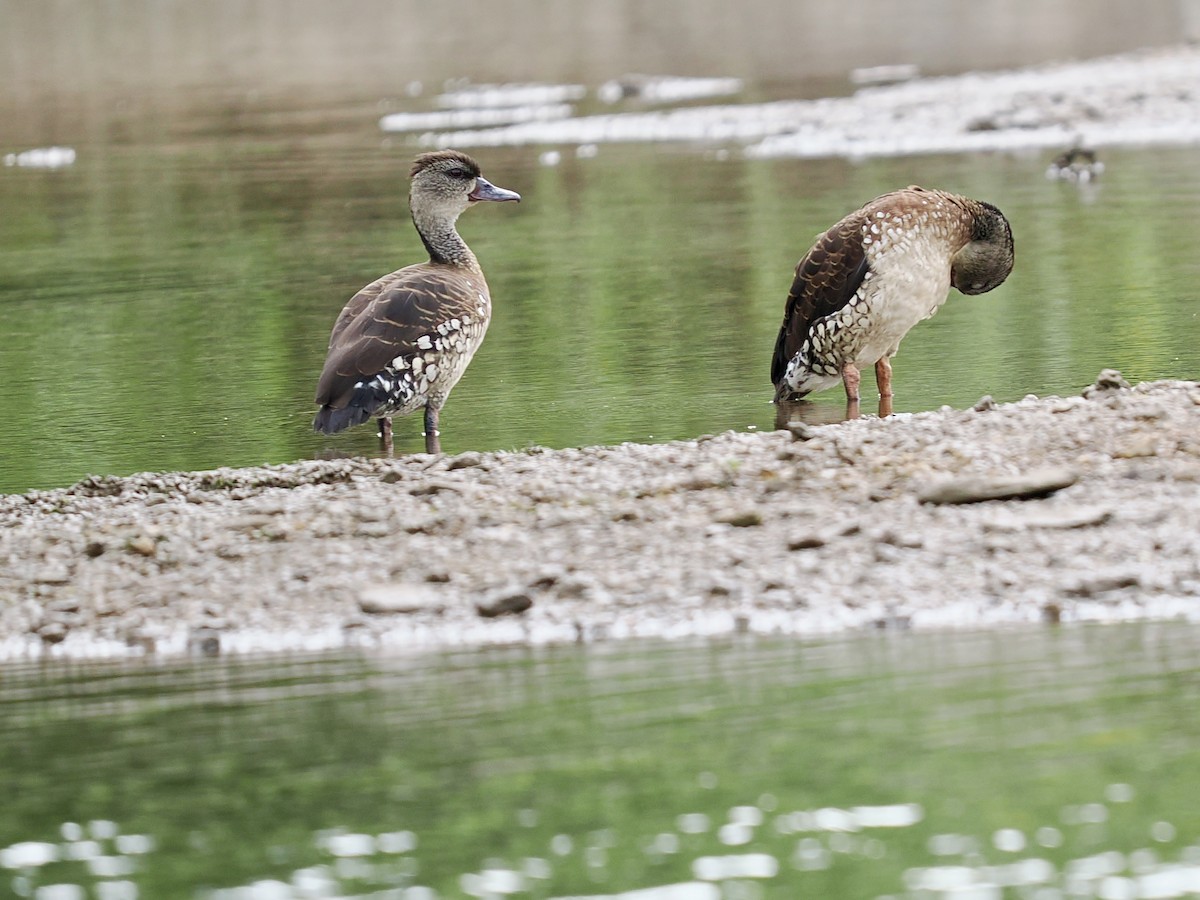 Spotted Whistling-Duck - ML645458096