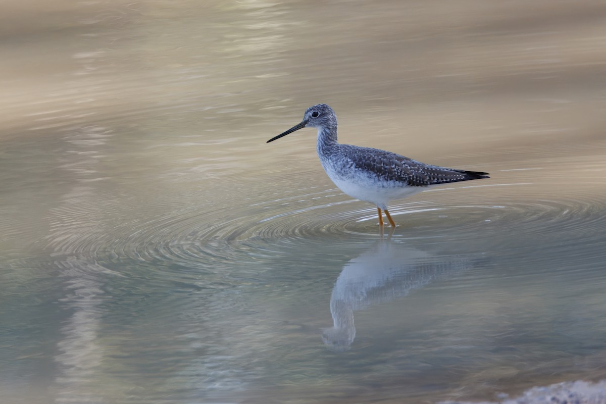 Tüpfelgelbschenkel - ML645458098