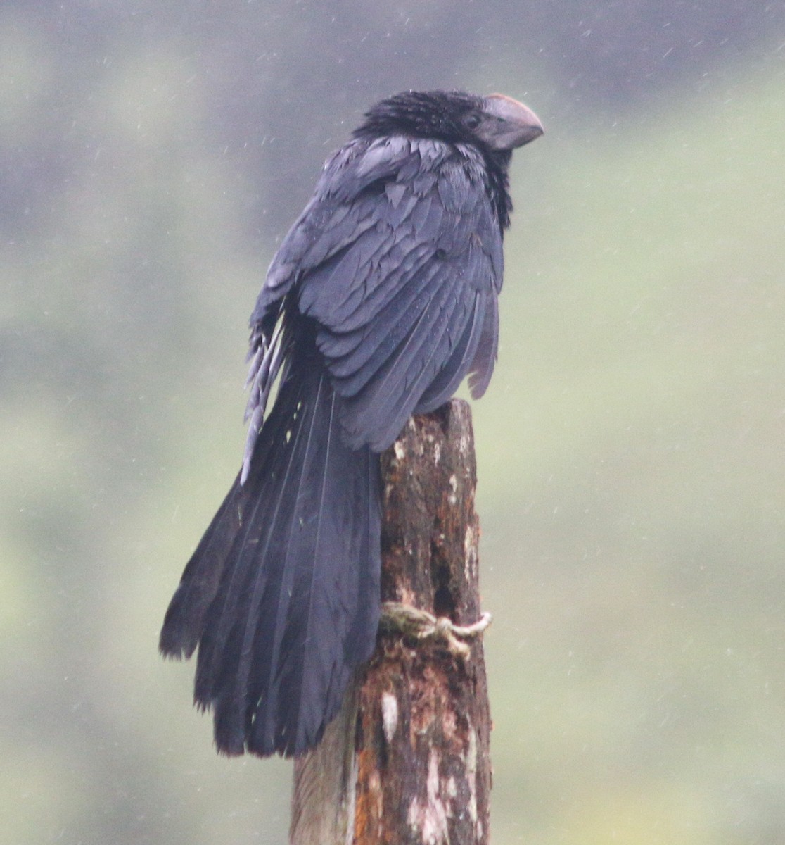 Smooth-billed Ani - ML645458100