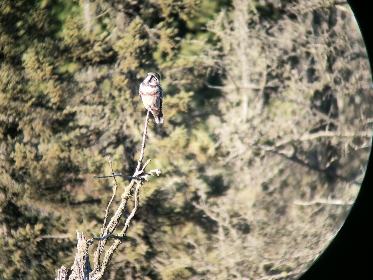 Northern Hawk Owl - ML645458103