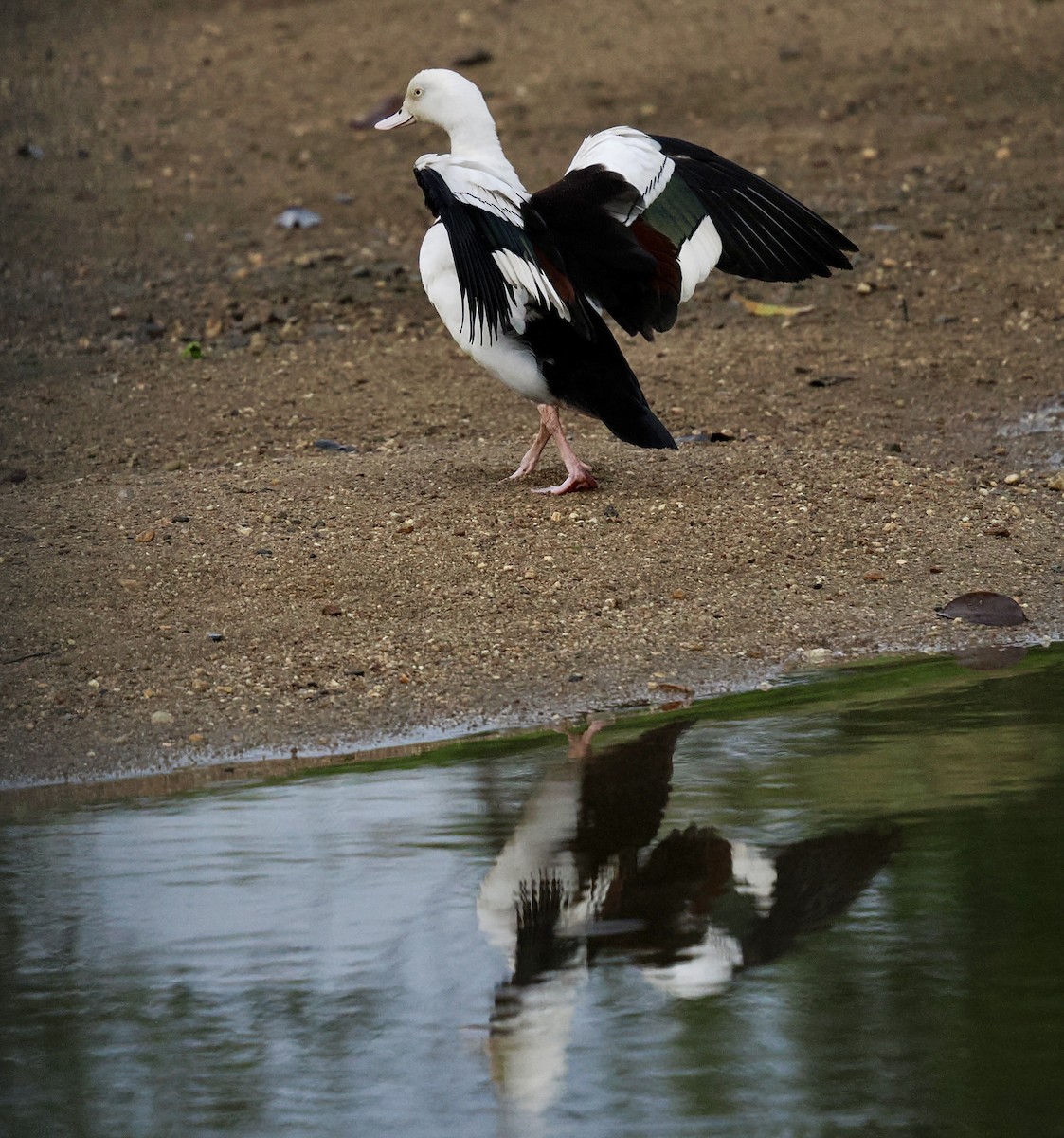 Radjah Shelduck - ML645458104
