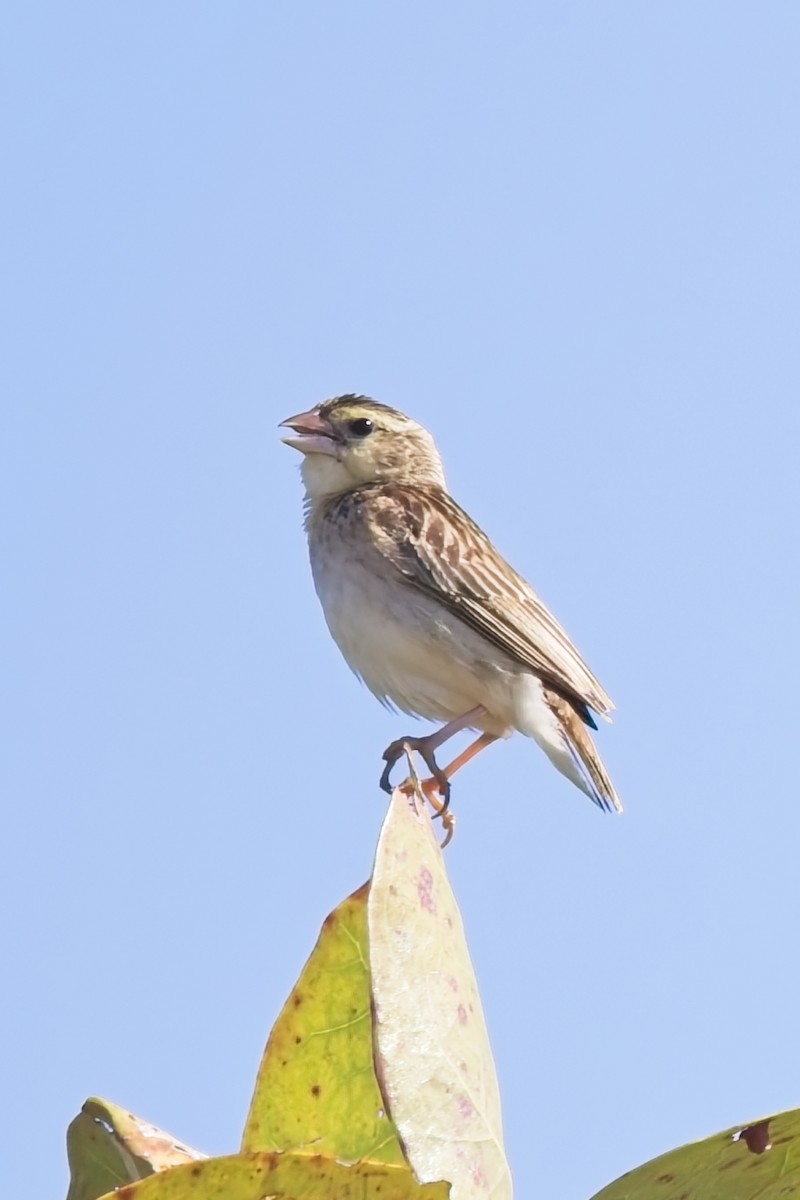 Northern Red Bishop - ML645458108