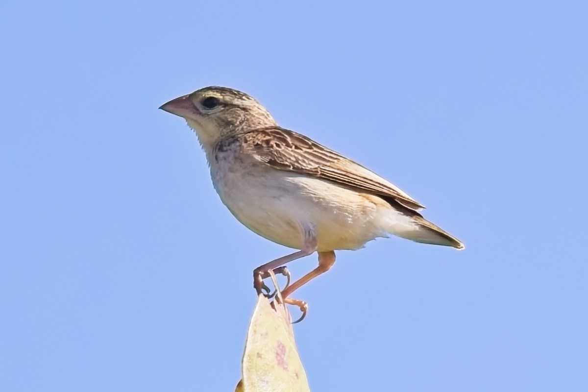 Northern Red Bishop - ML645458109