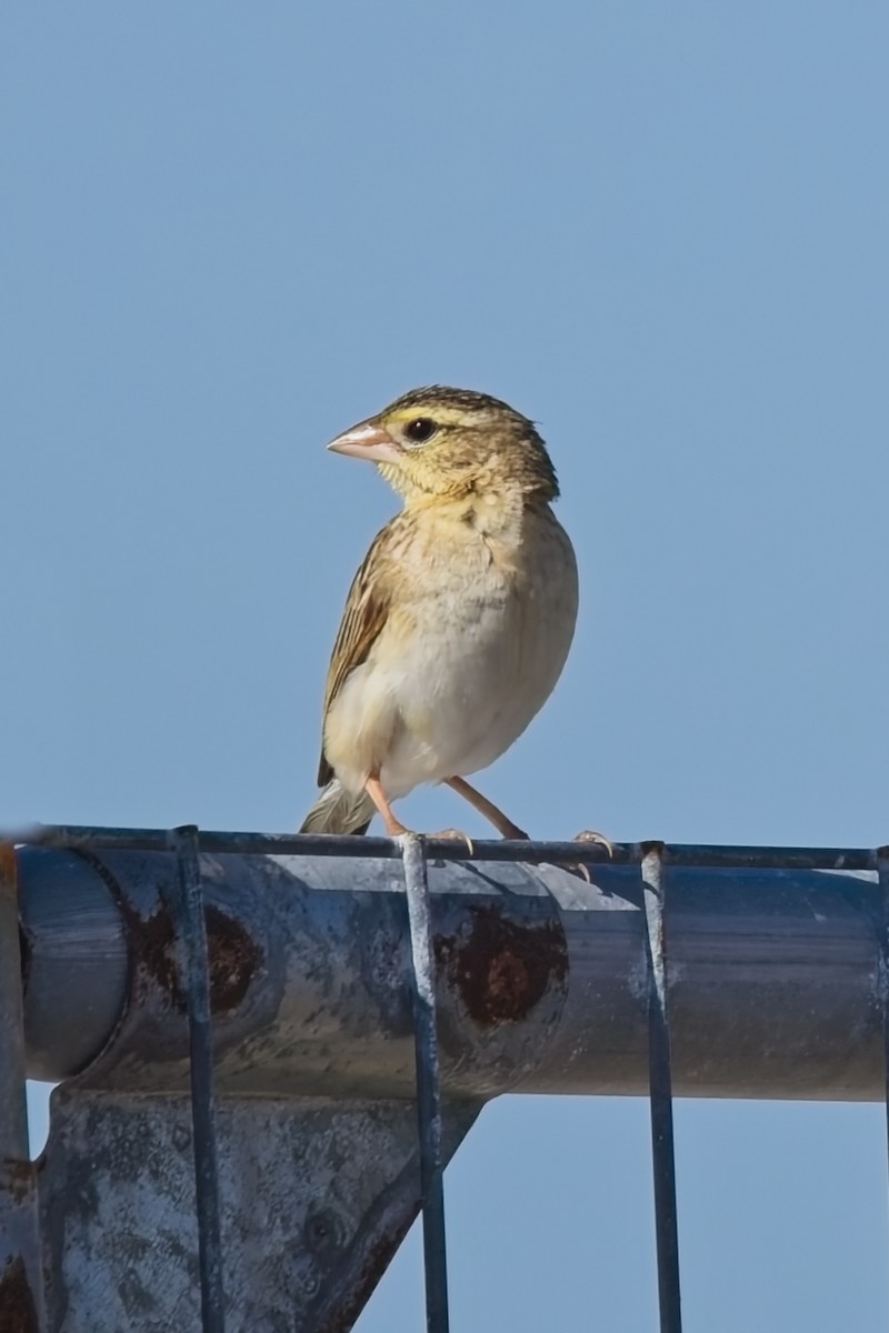 Northern Red Bishop - ML645458110