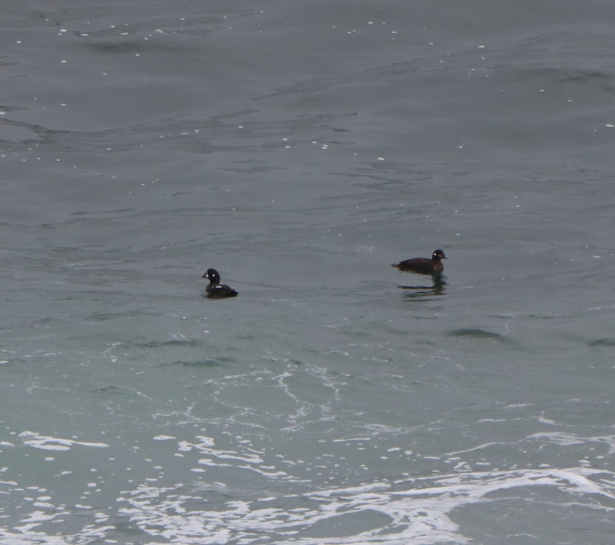 Ahate arlekina - ML645458124