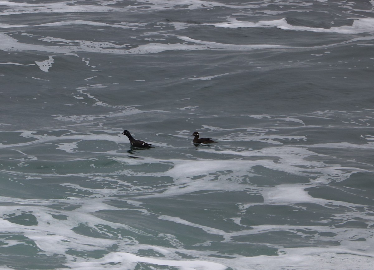 Ahate arlekina - ML645458125