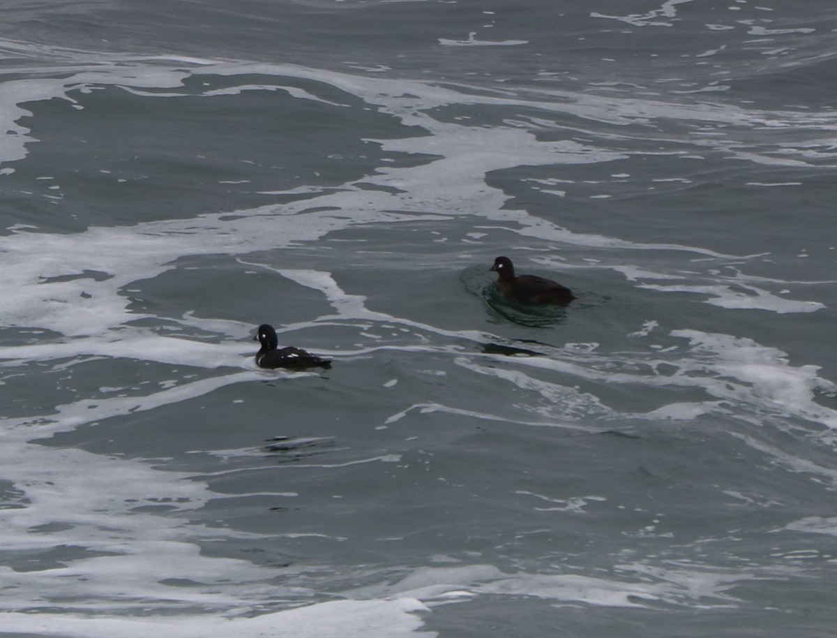 Ahate arlekina - ML645458126