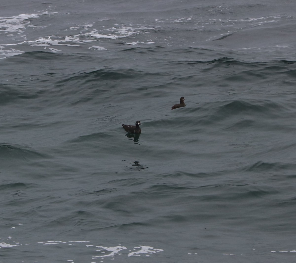 Ahate arlekina - ML645458127