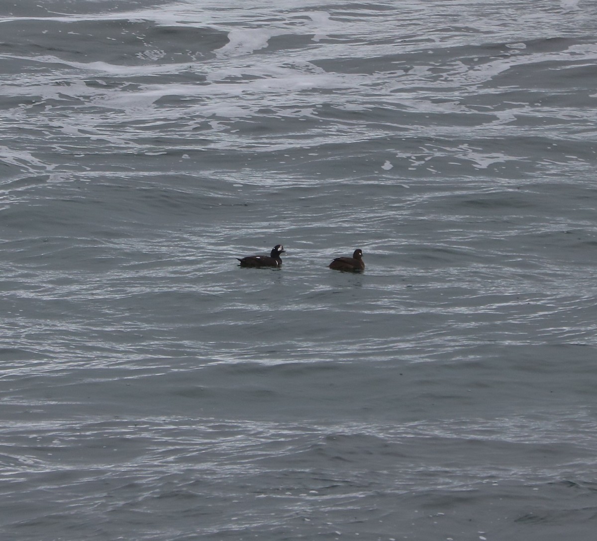 Ahate arlekina - ML645458128