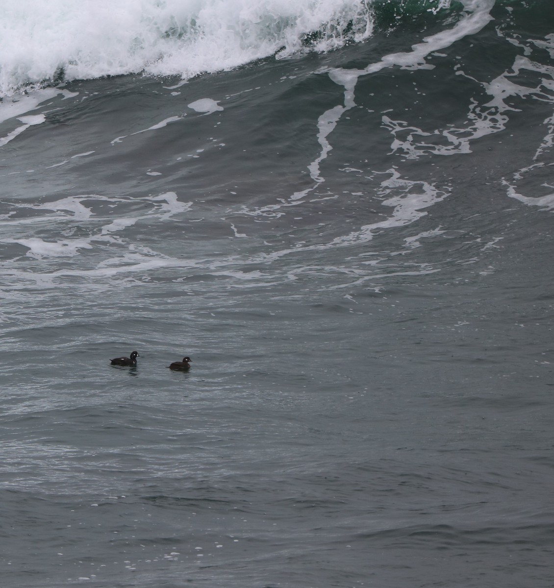 Ahate arlekina - ML645458129