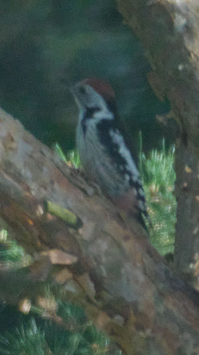 Great Spotted Woodpecker - ML645458132
