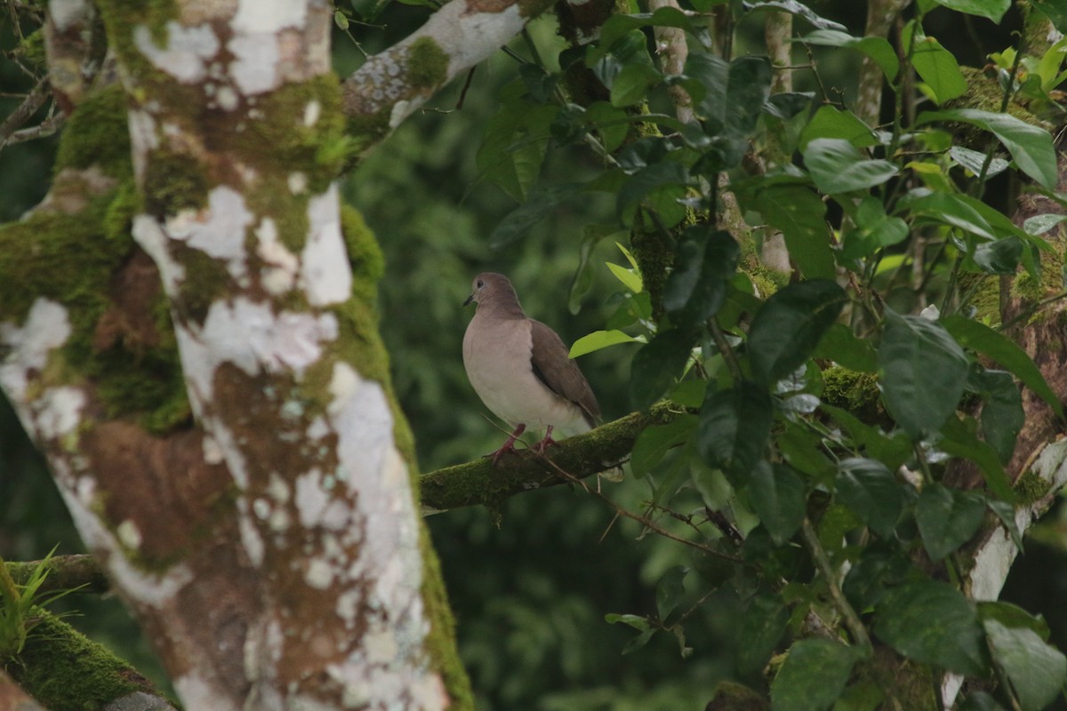 Горличка білолоба - ML645458134