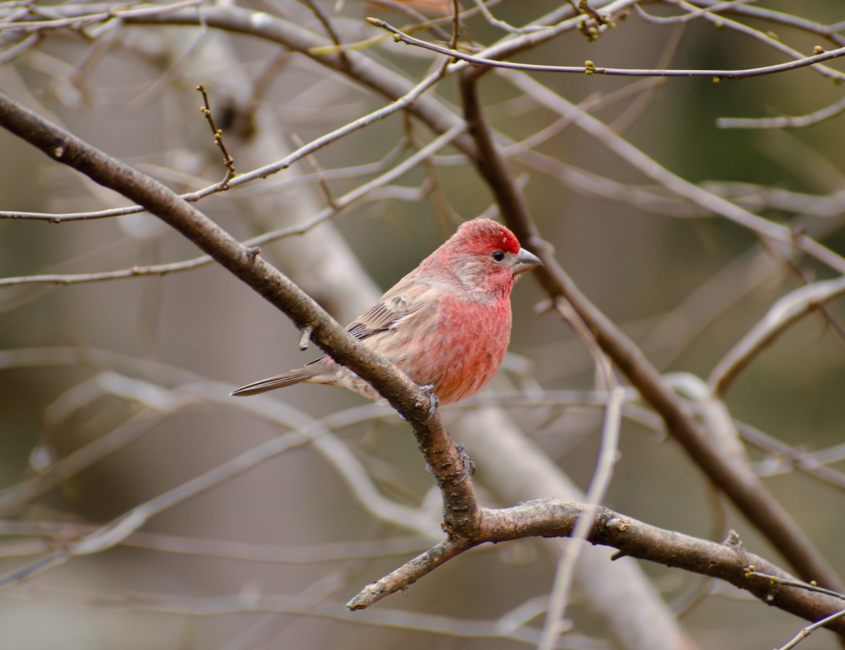 House Finch - ML645458139