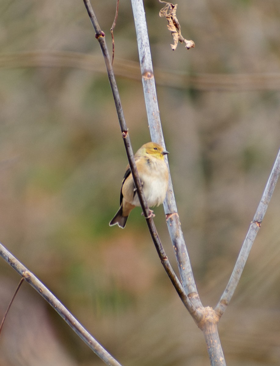 Altın İskete - ML645458141