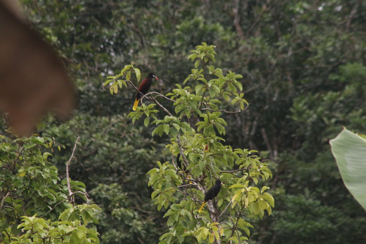 Конота панамська - ML645458150