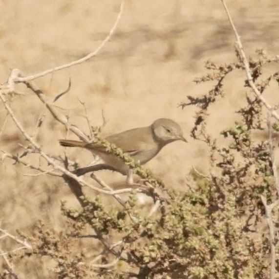 Пустынная славка - ML645458158