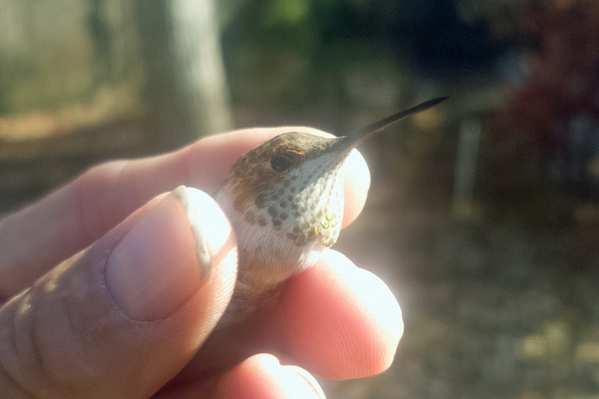 Rufous Hummingbird - ML645458166