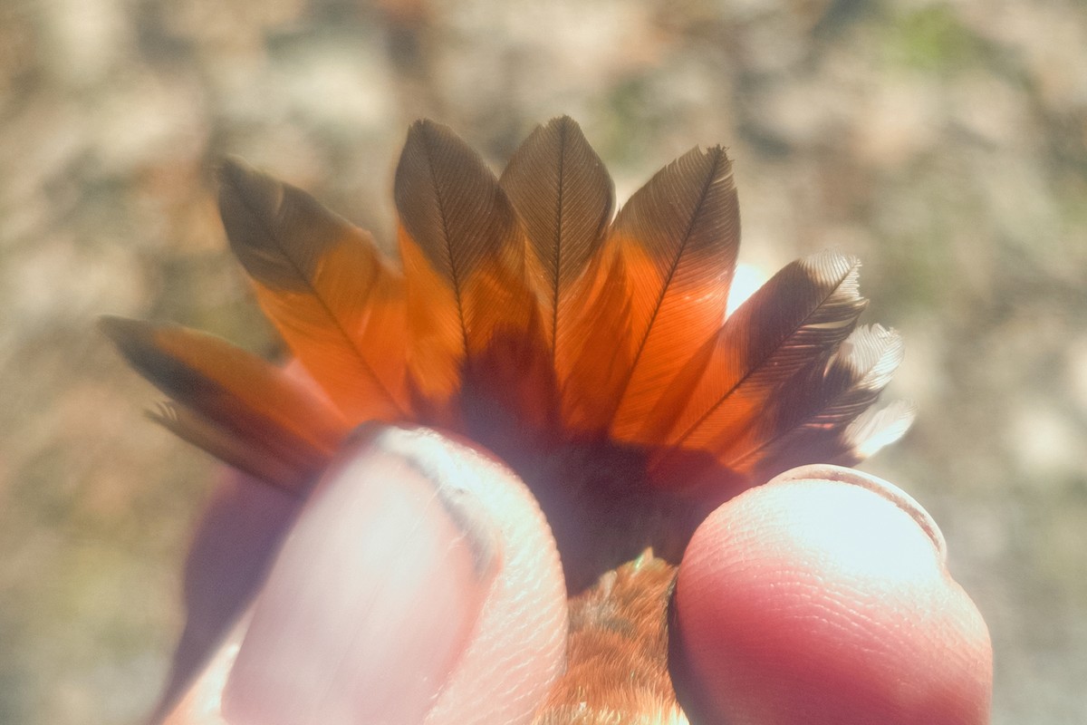 Rufous Hummingbird - ML645458167