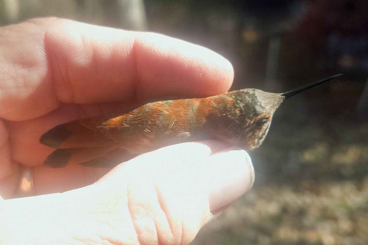 Rufous Hummingbird - ML645458168