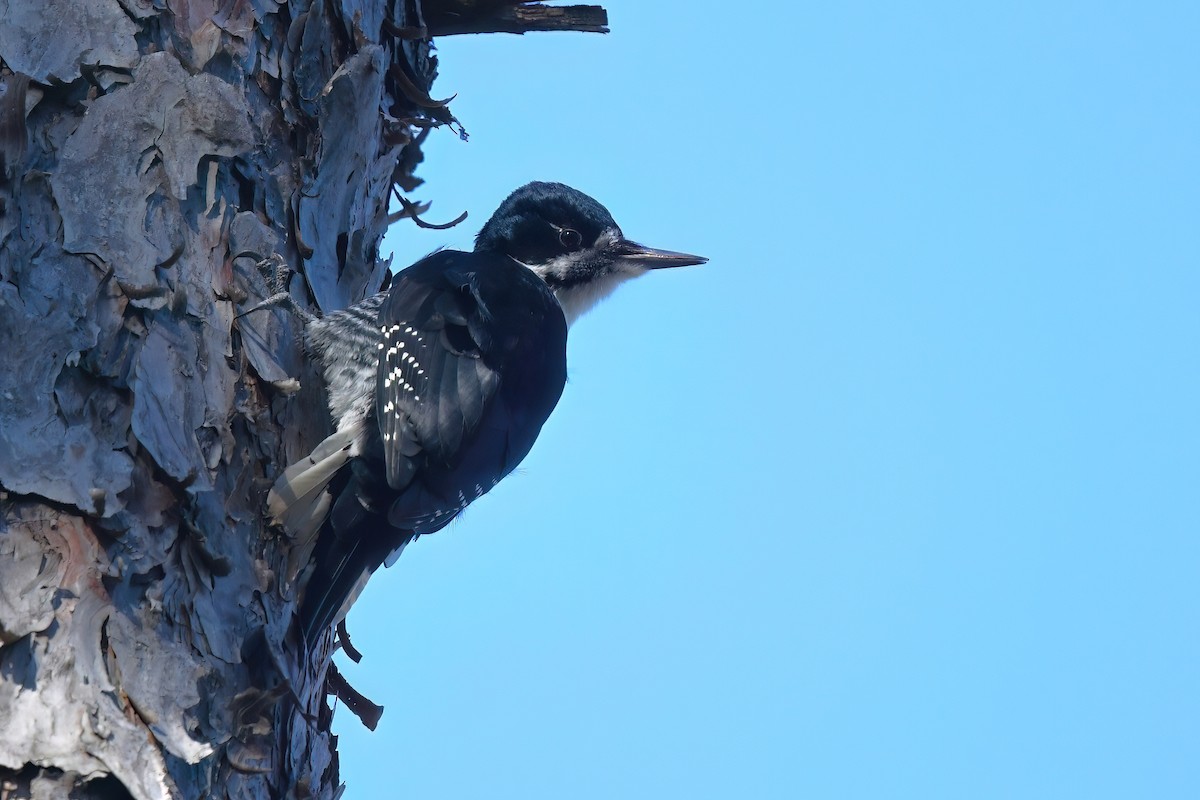 Black-backed Woodpecker - ML645458179