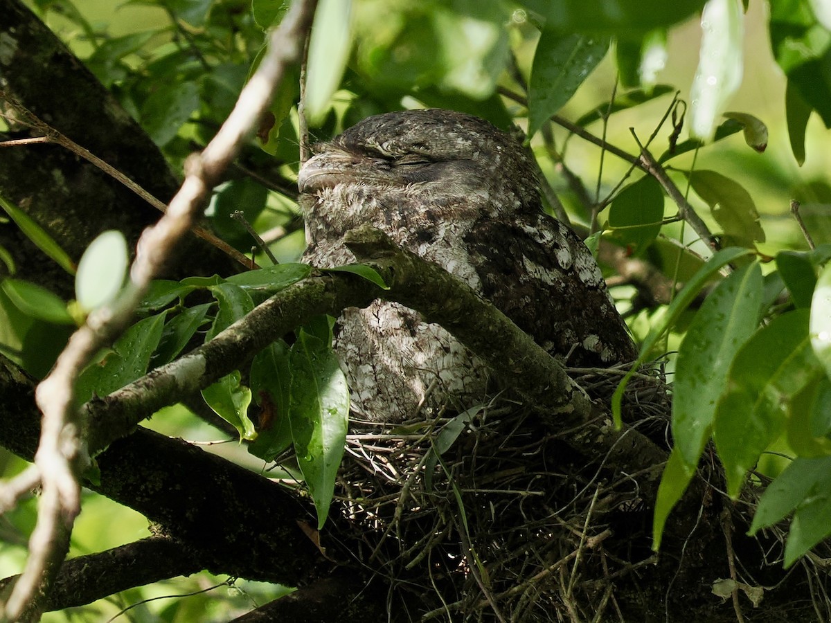 Papuan Frogmouth - ML645458186