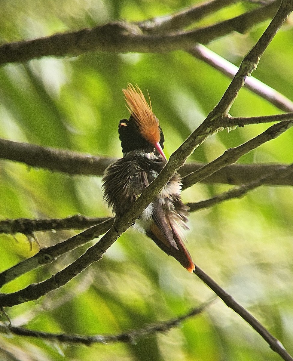 チャカザリハチドリ - ML645458187