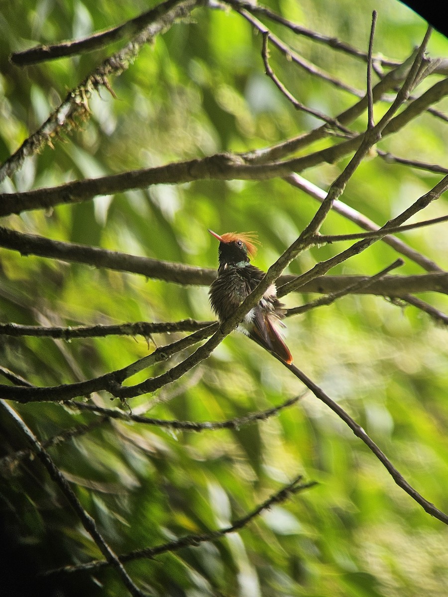 チャカザリハチドリ - ML645458188