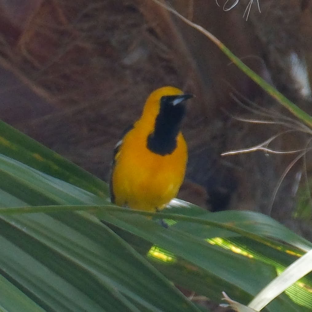 Hooded Oriole - ML645458189