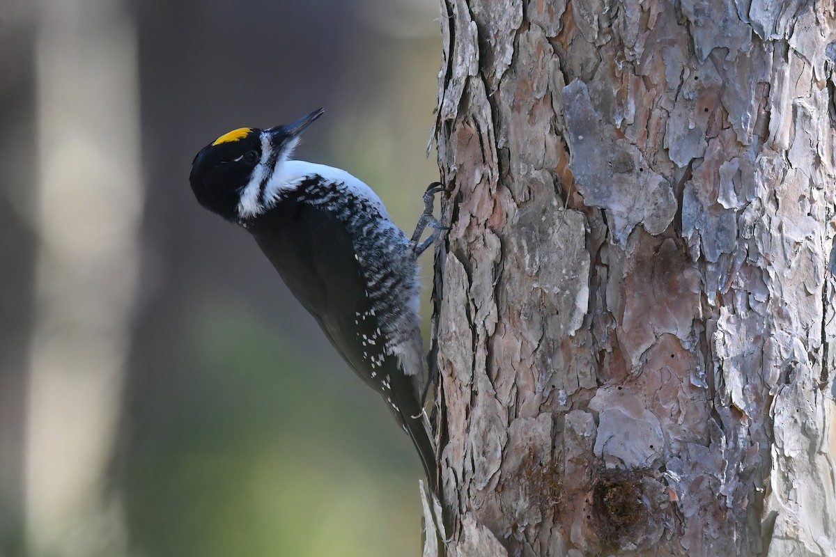 Black-backed Woodpecker - ML645458191