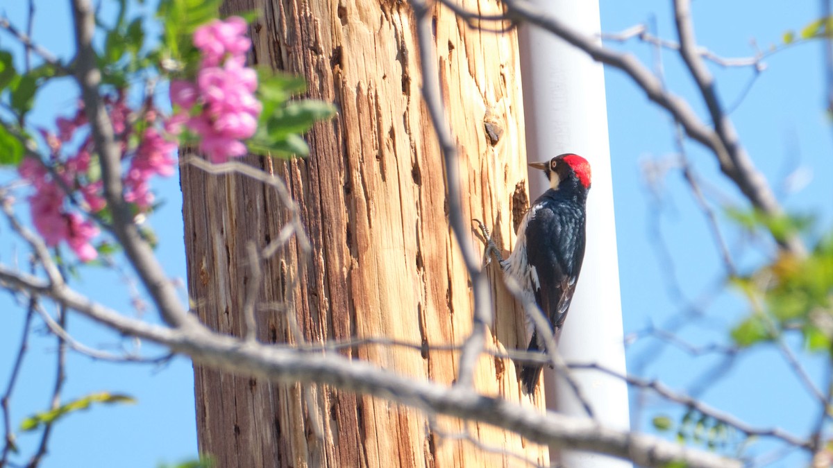 Acorn Woodpecker - ML645458192