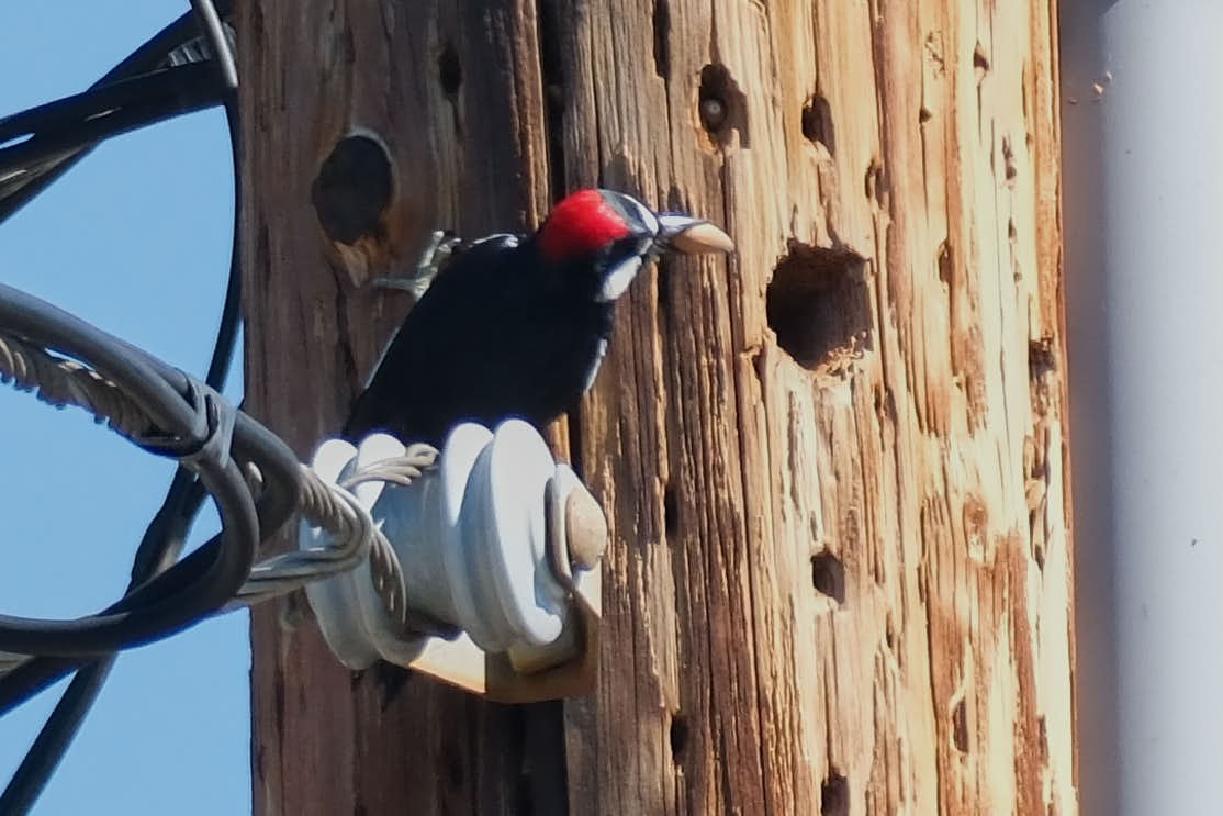 Acorn Woodpecker - ML645458193