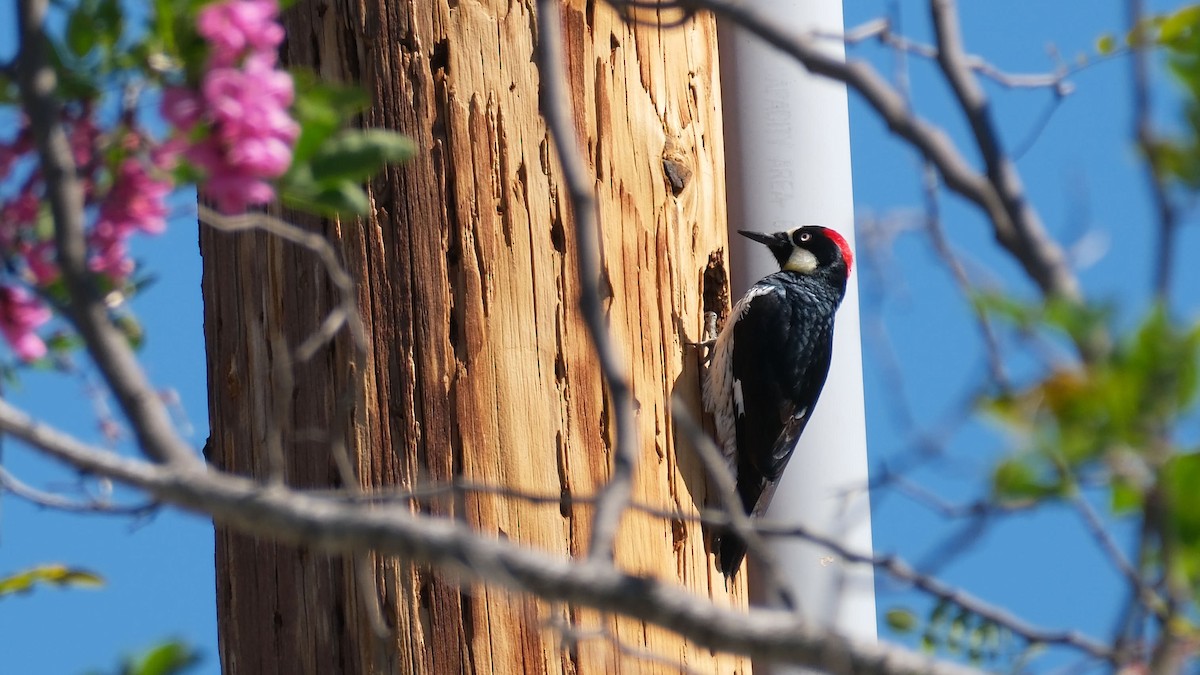 Acorn Woodpecker - ML645458194