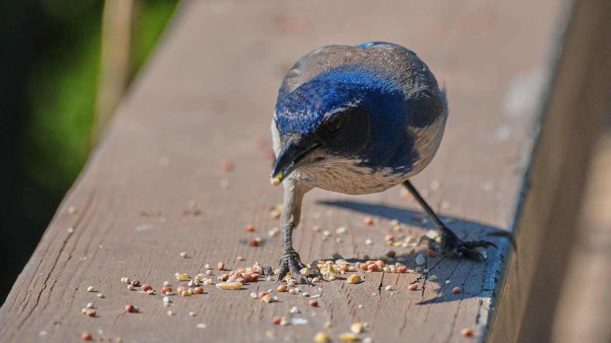California Scrub-Jay - ML645458198