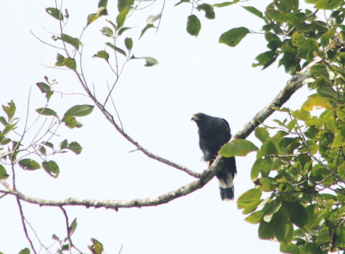 Канюк-крабоїд великий - ML645458205