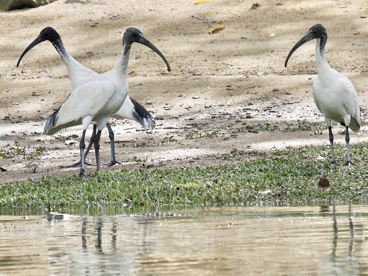 Australian Ibis - ML645458207