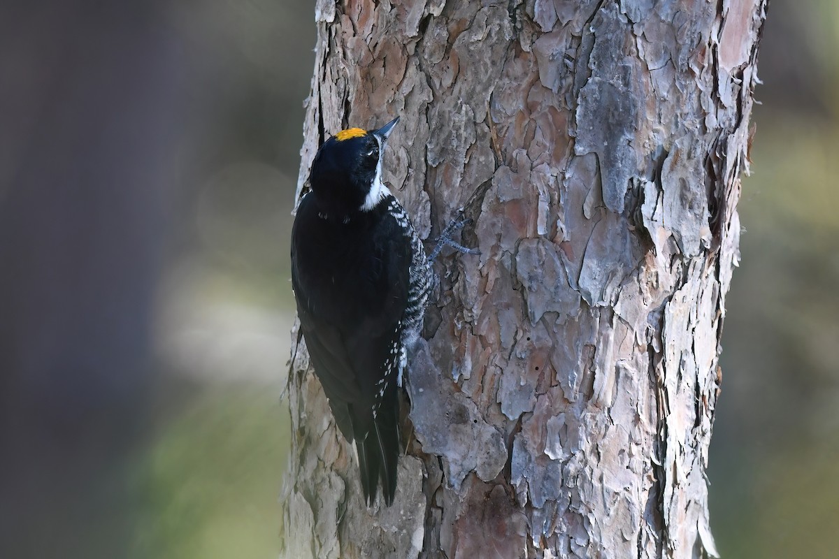 Black-backed Woodpecker - ML645458208