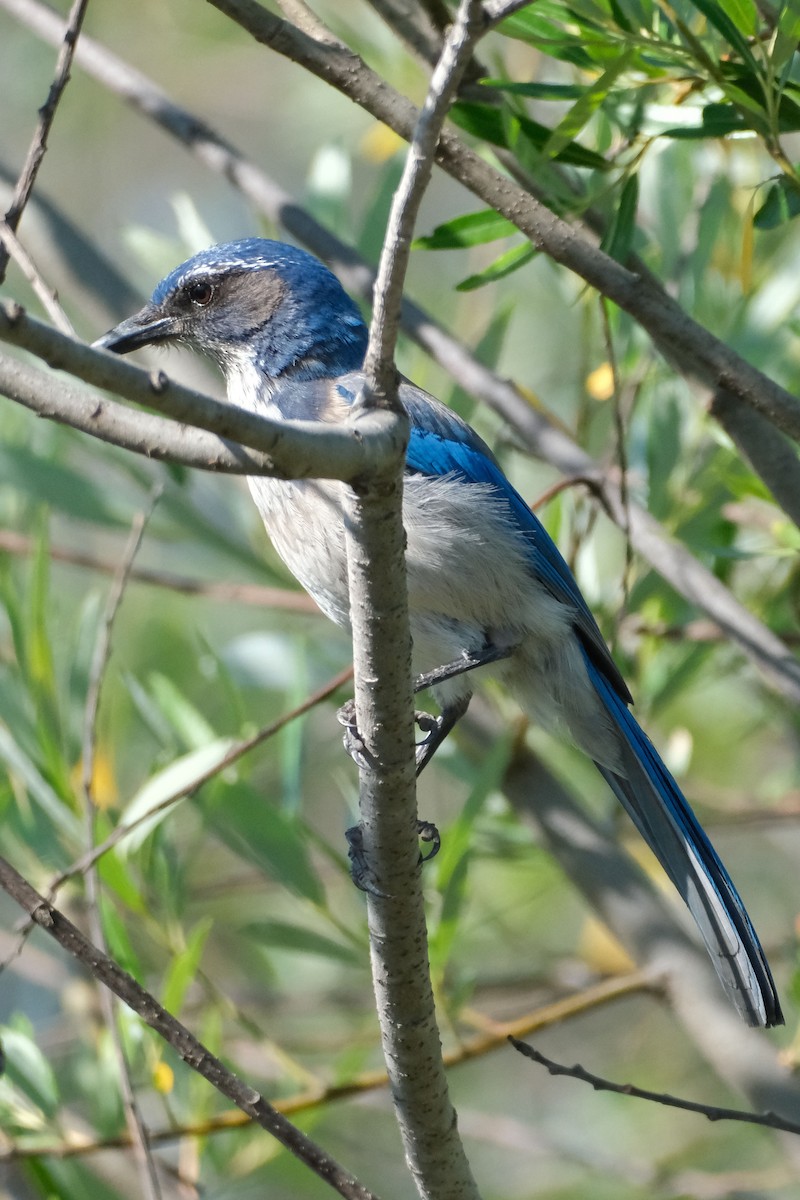 California Scrub-Jay - ML645458209