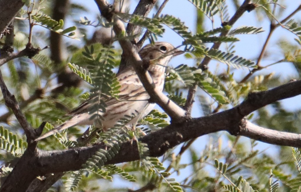 Vesper Sparrow - ML645458212