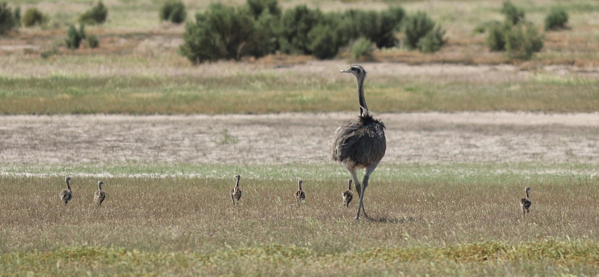 nandu pampový - ML645458215