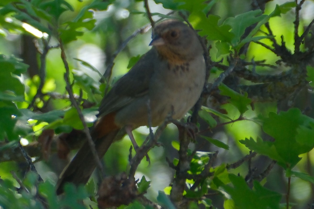 California Towhee - ML645458219